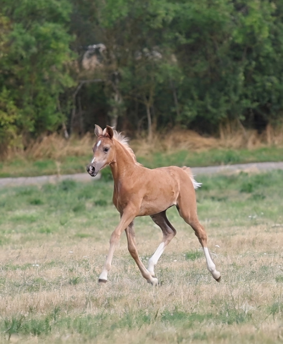 selle-francais dressuurpaard merrie 0 år palomino till salu - Foto 3