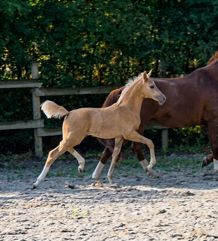selle-francais dressuurpaard merrie 0 år palomino till salu - Foto 2