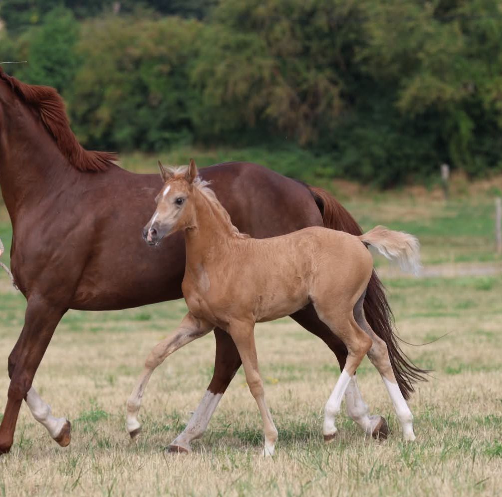 selle-francais dressuurpaard merrie 0 år palomino till salu - Foto 4