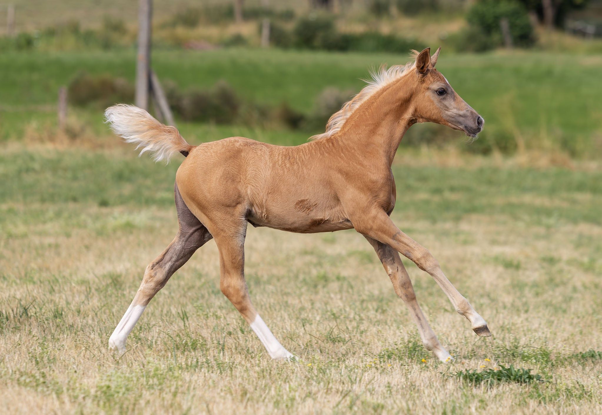 selle-francais dressuurpaard merrie 0 år palomino till salu - Foto 6