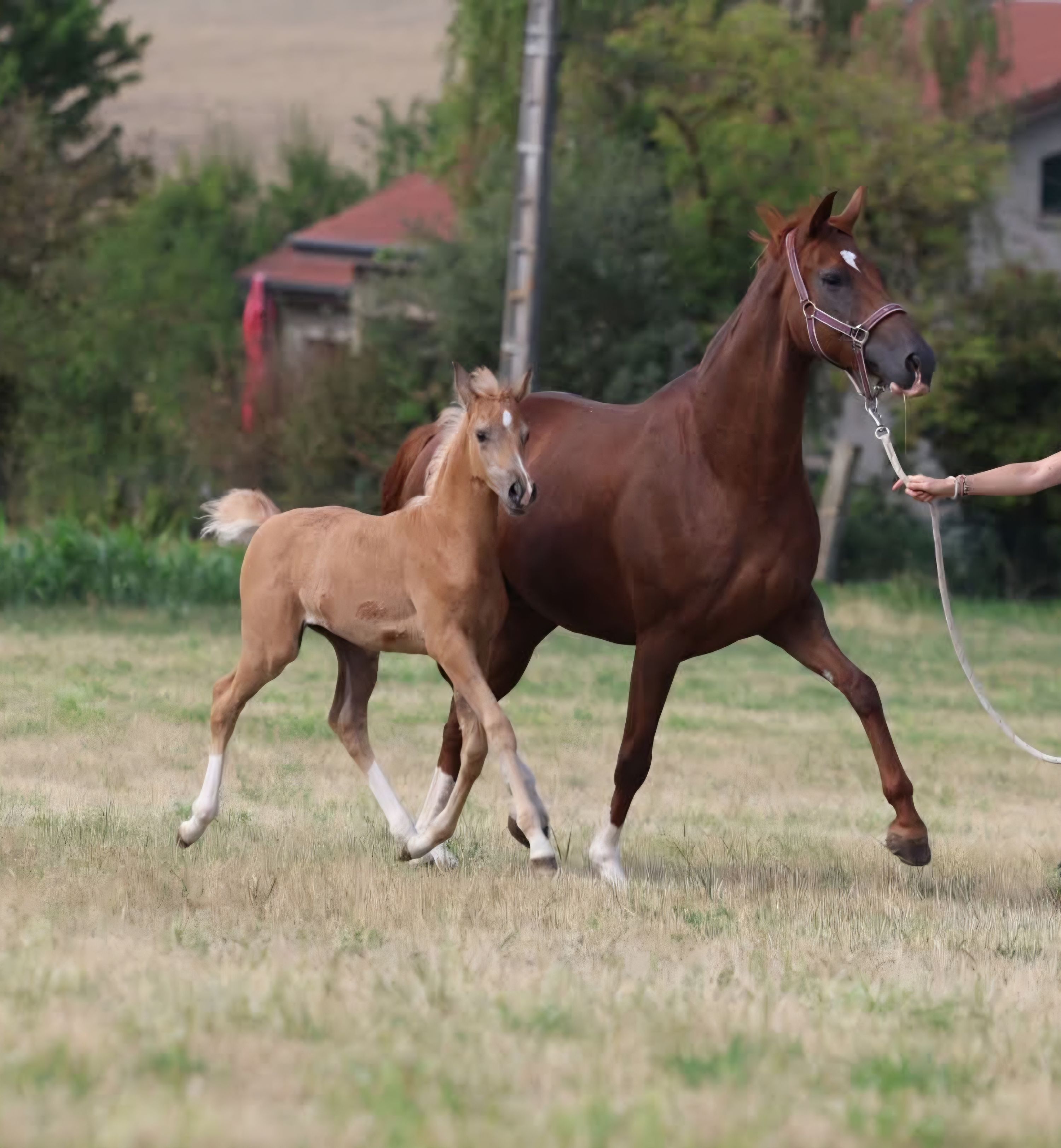 selle-francais dressuurpaard merrie 0 år palomino till salu - Foto 5