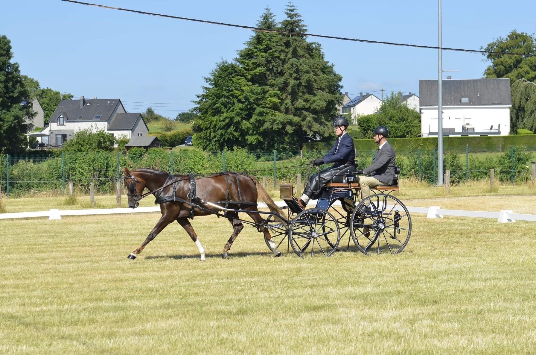 Jument Welsh 8 ans