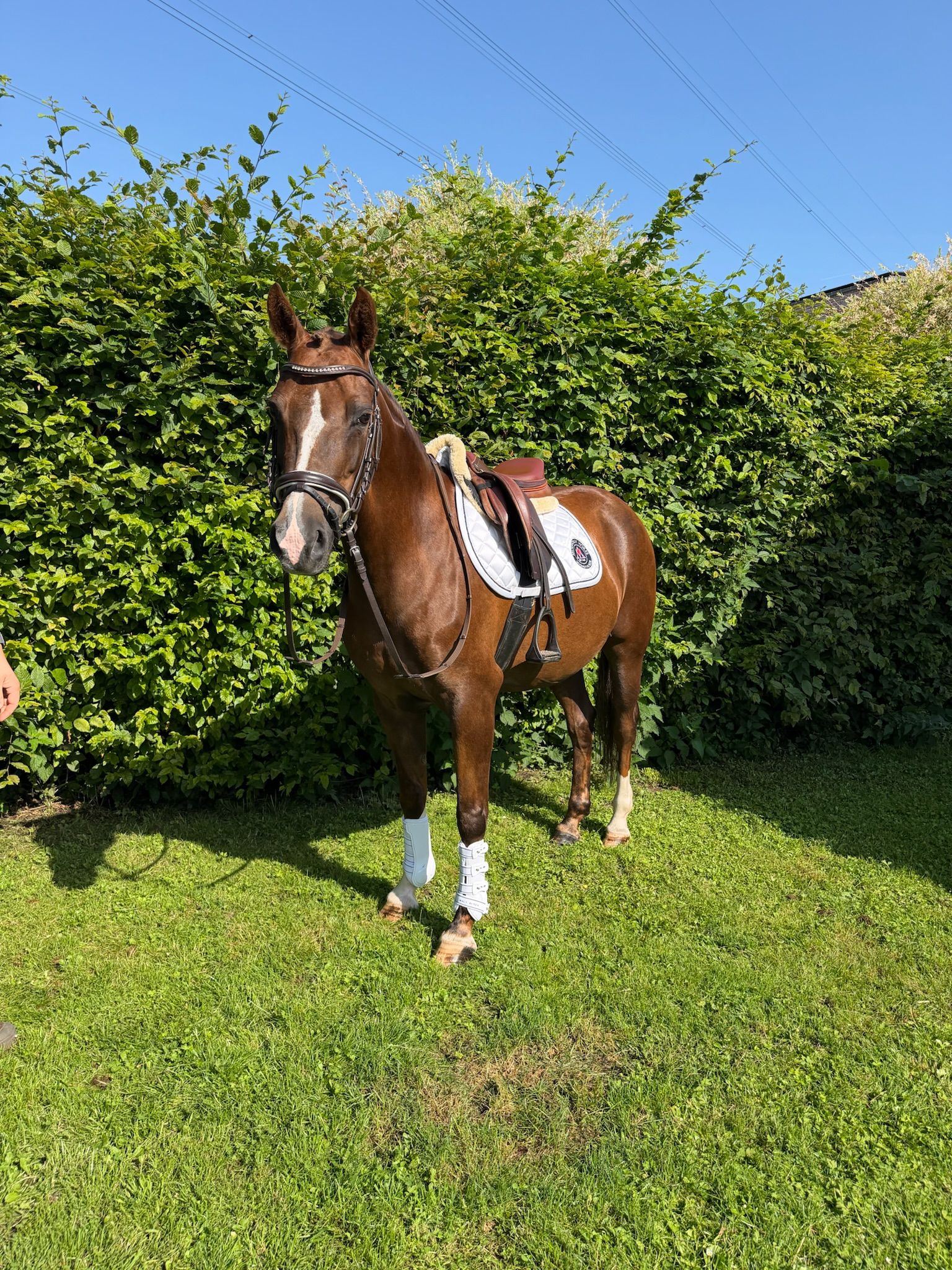 Jument Welsh 8 ans - Photo 2
