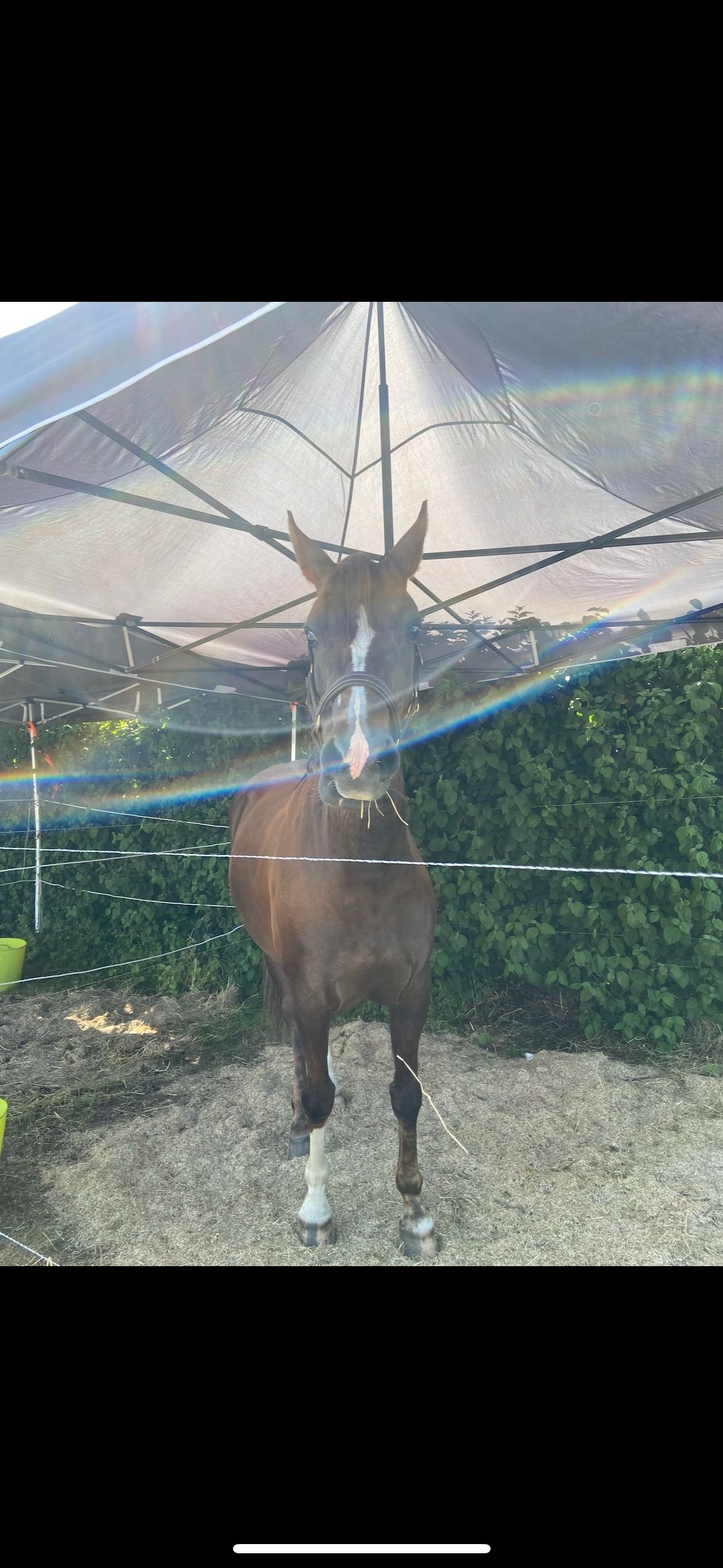 Jument Welsh 8 ans - Photo 4