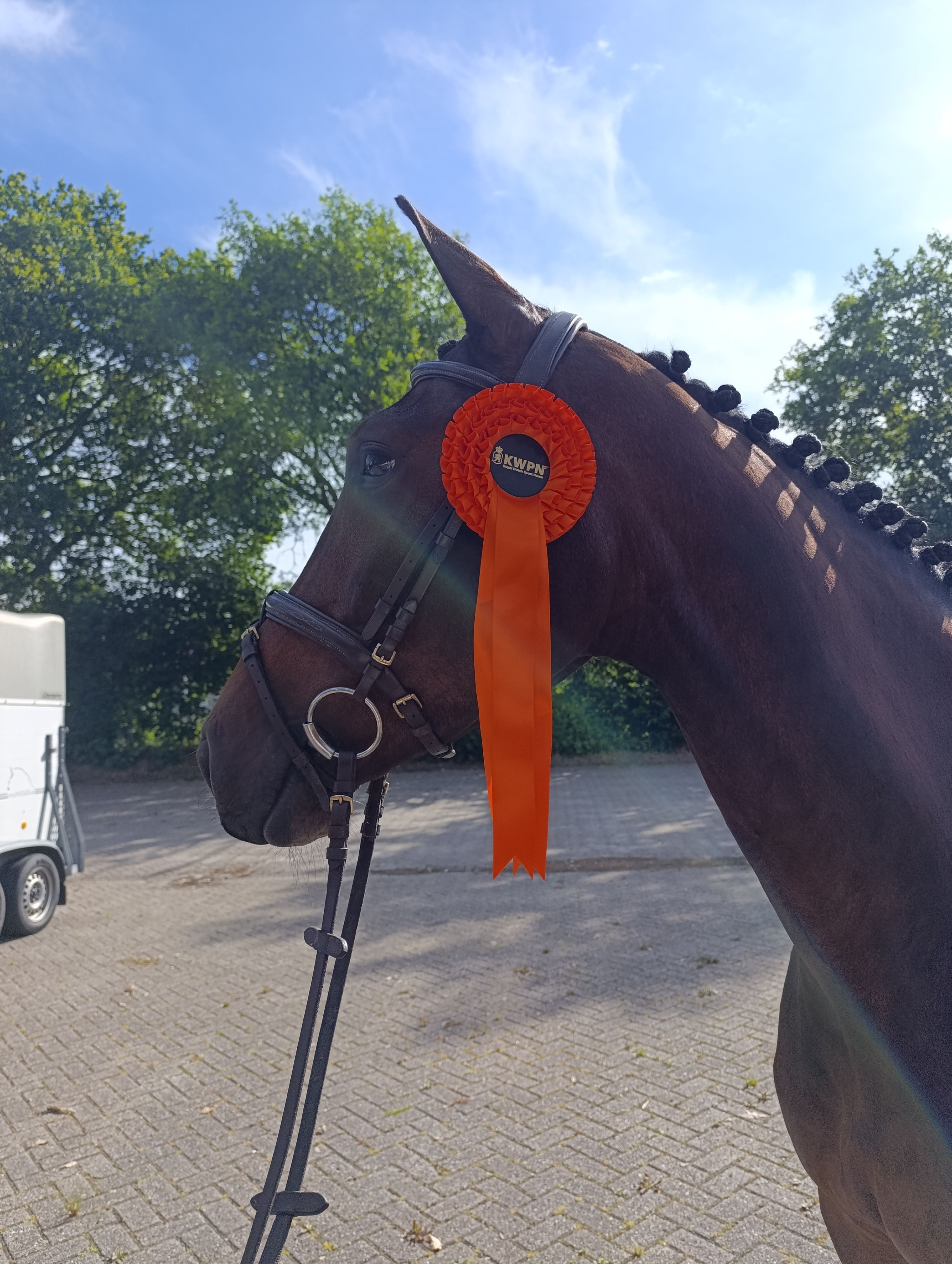 kwpn springpaard merrie 5 years old bruin for sale - Photo 3