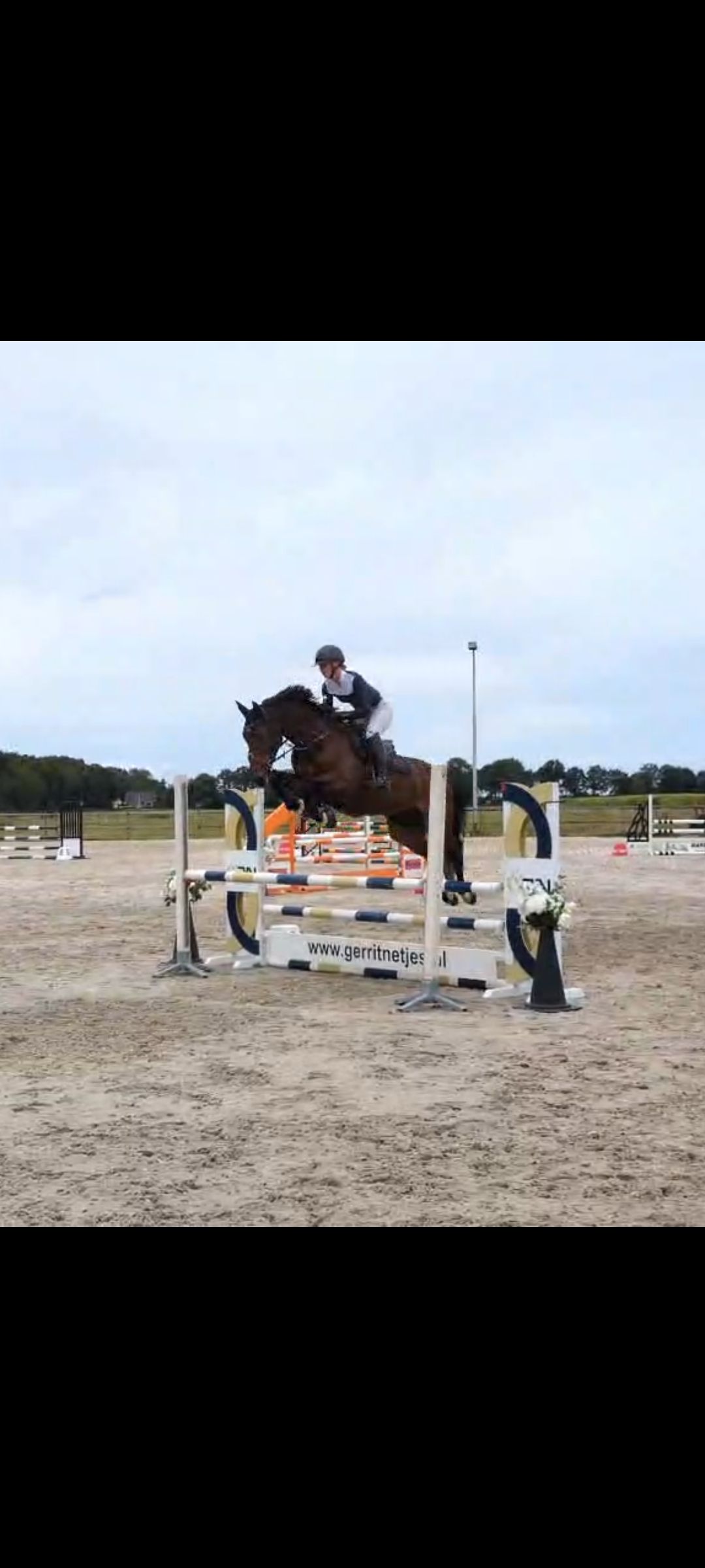 kwpn springpaard merrie 5 years old bruin for sale - Photo 2