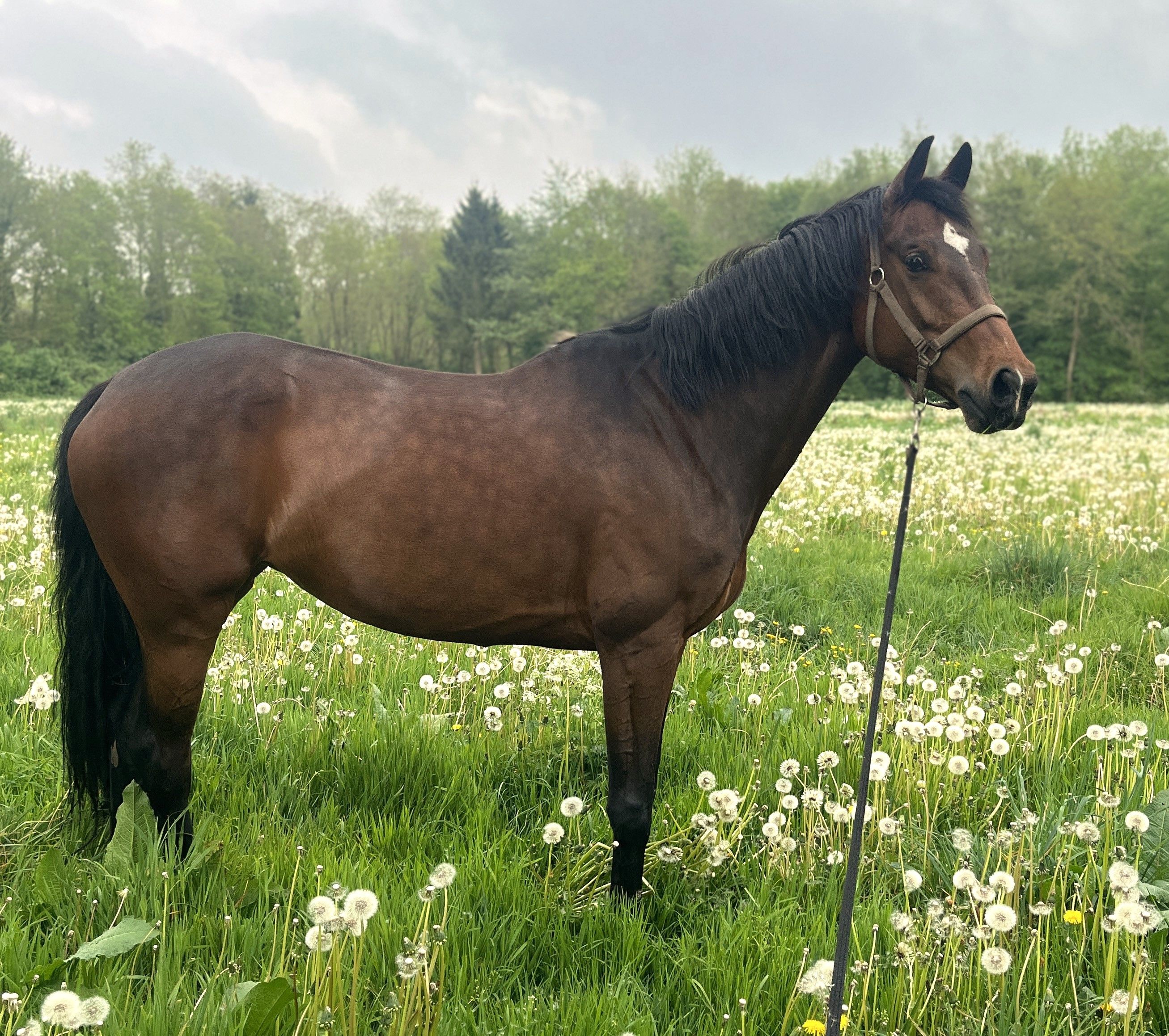 Snill hoppe - KWPN - 7 år – dressur & sprang