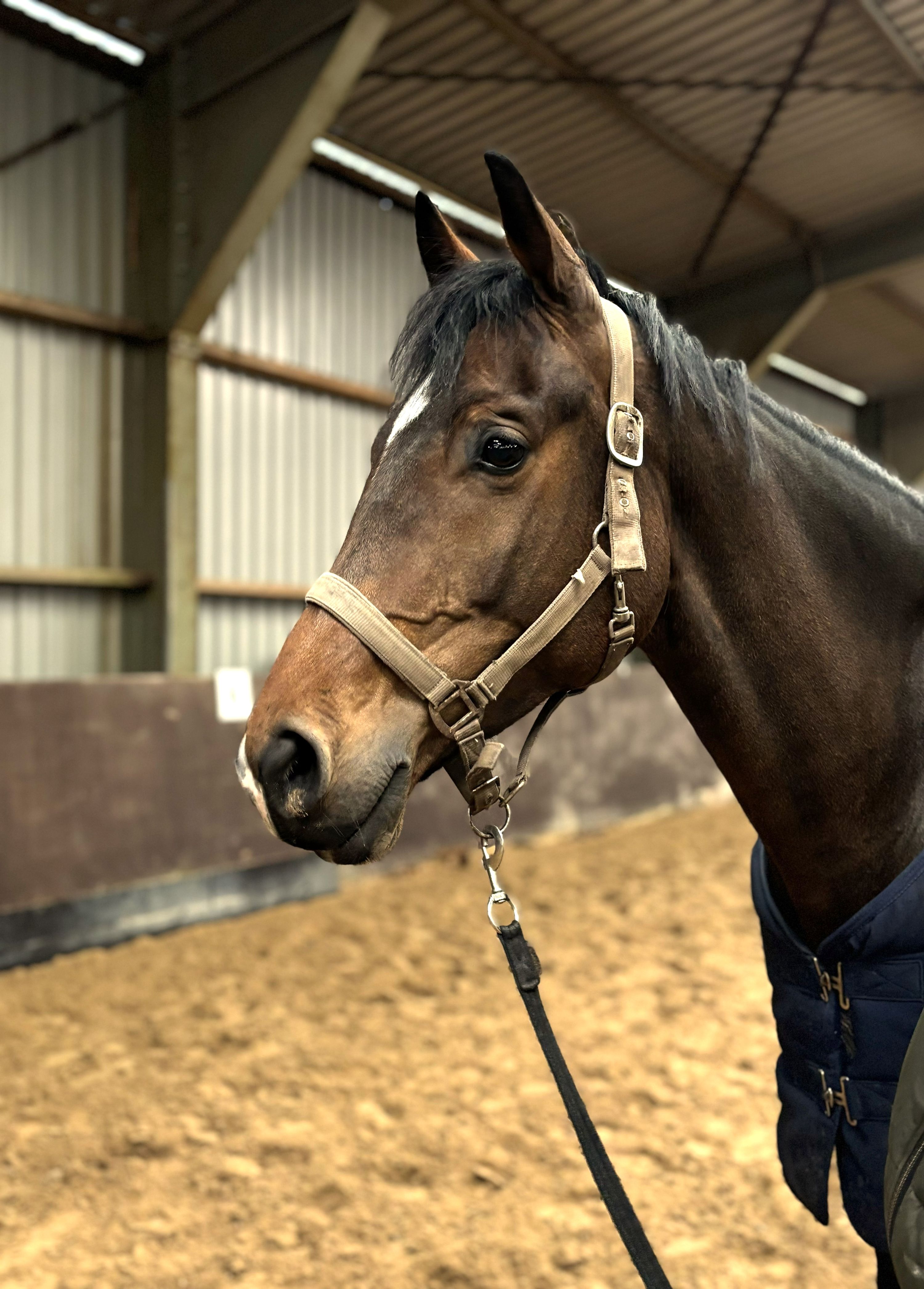 kwpn allrounder merrie 7 years old donkerbruin for sale - Photo 2