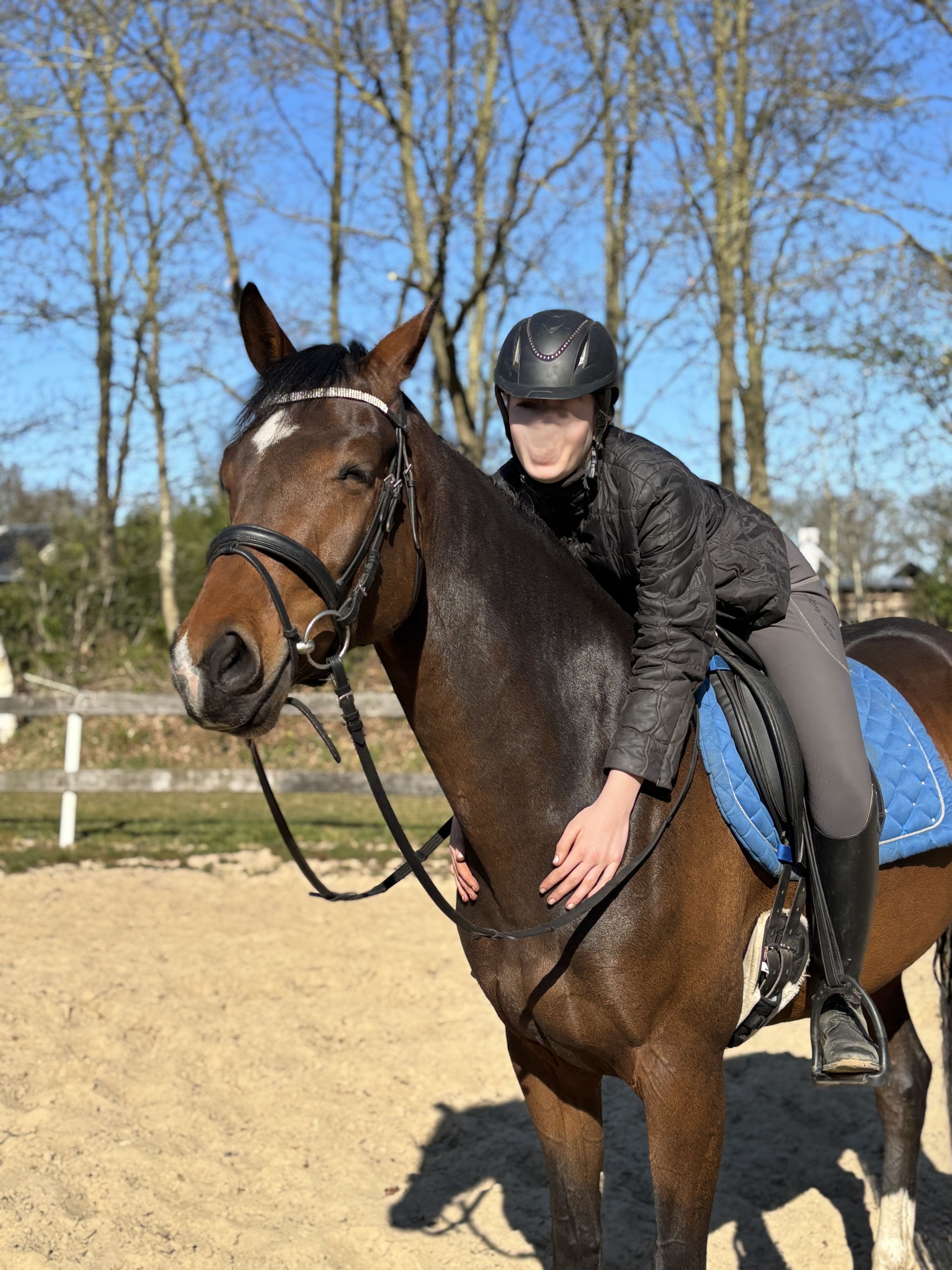 kwpn allrounder merrie 7 years old donkerbruin for sale - Photo 4