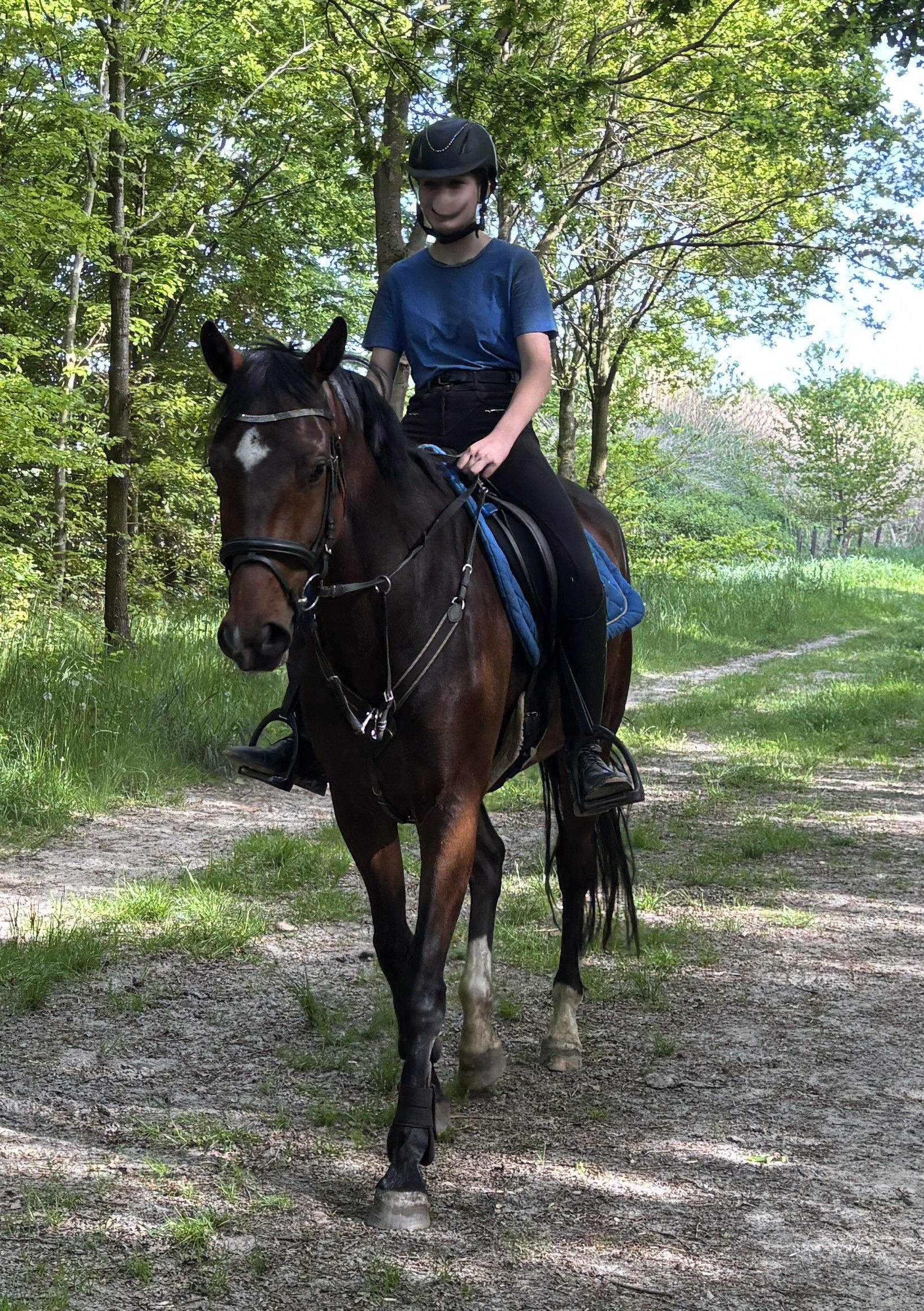 kwpn allrounder merrie 7 years old donkerbruin for sale - Photo 5