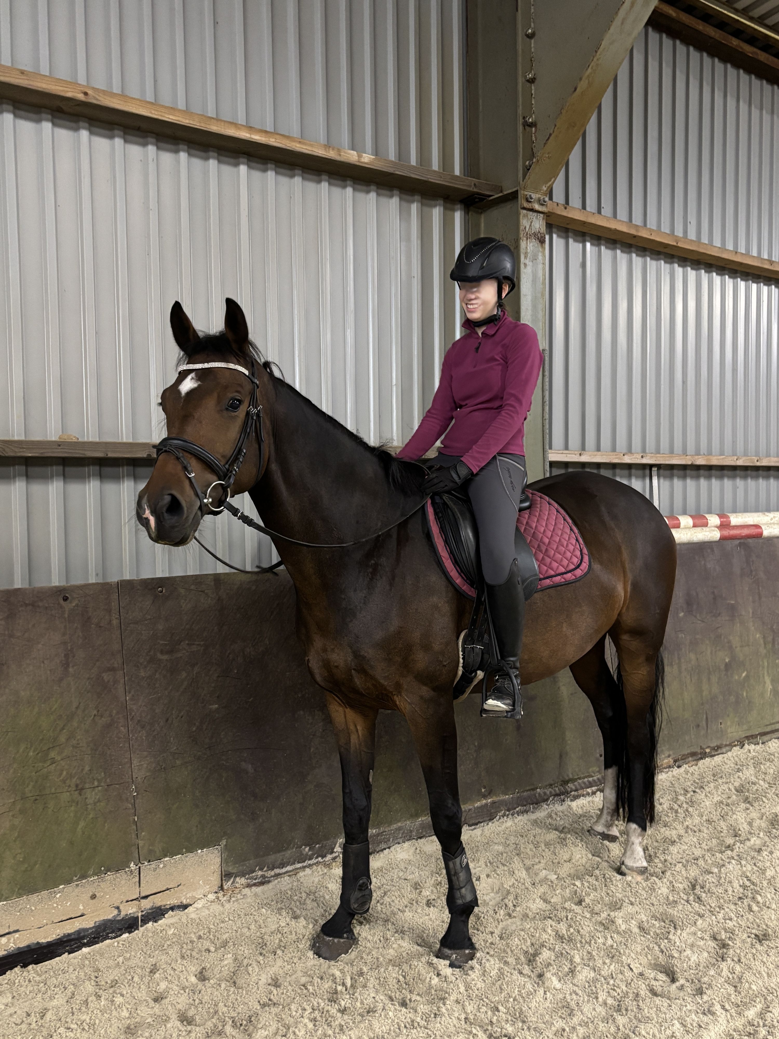 kwpn allrounder merrie 7 years old donkerbruin for sale - Photo 6
