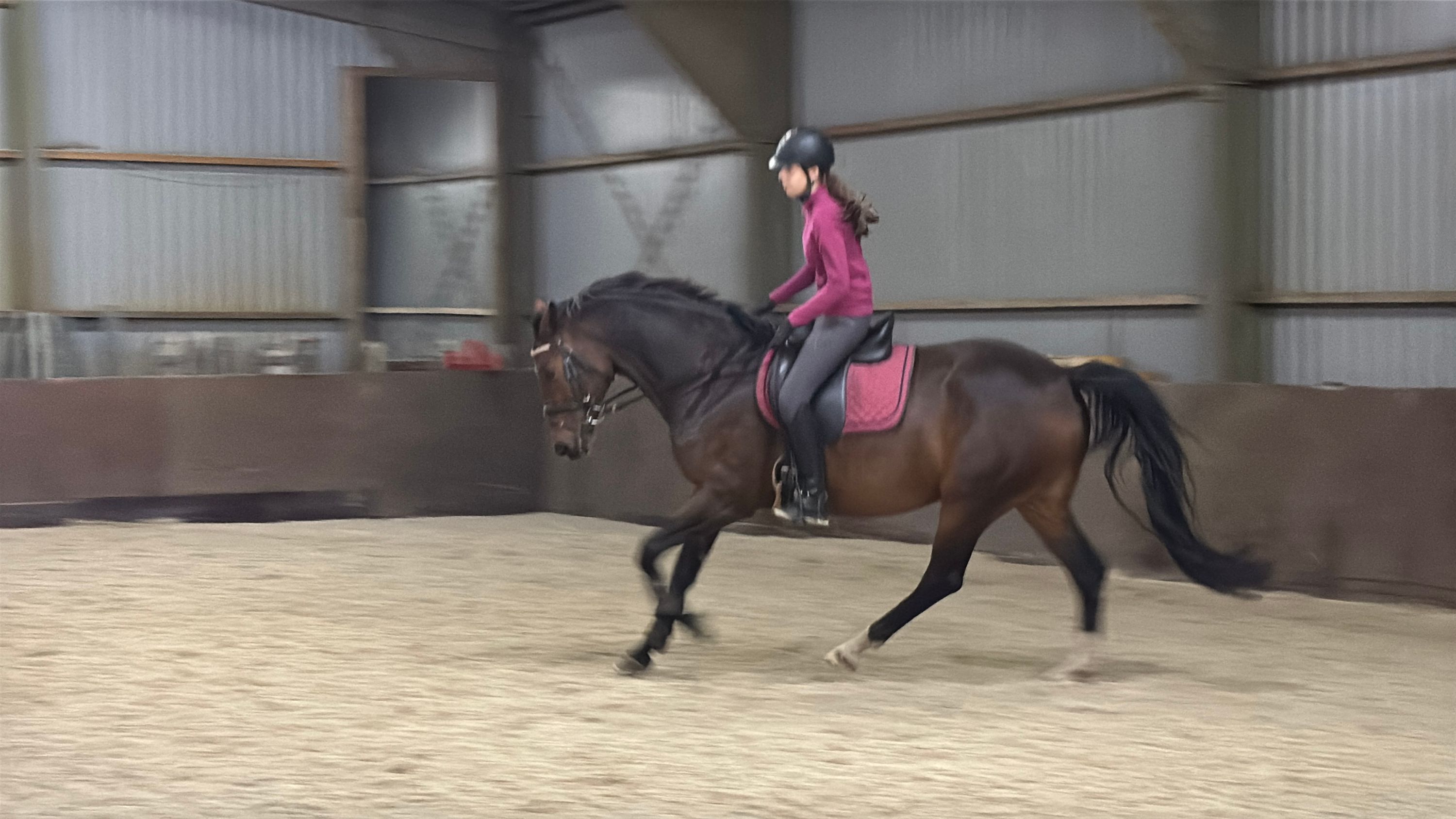 kwpn allrounder merrie 7 years old donkerbruin for sale - Photo 3