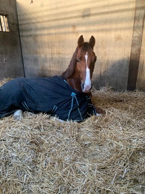 kwpn recreatie-paard ruin 15 år bruin till salu - Foto 2