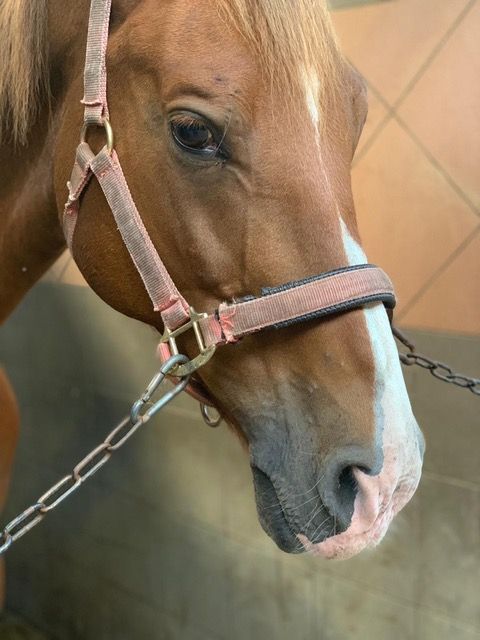kwpn recreatie-paard ruin 15 år bruin till salu - Foto 3