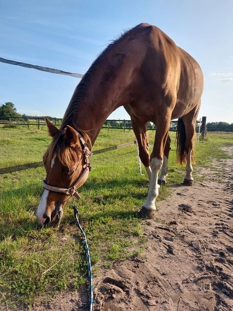 kwpn recreatie-paard ruin 15 år bruin till salu - Foto 5