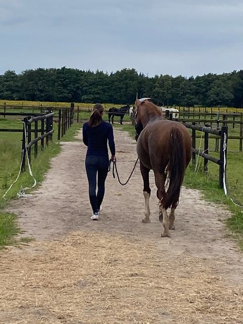 kwpn recreatie-paard ruin 15 år bruin till salu - Foto 4