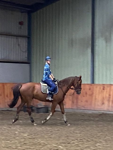 Kind gelding looking for a kind owner