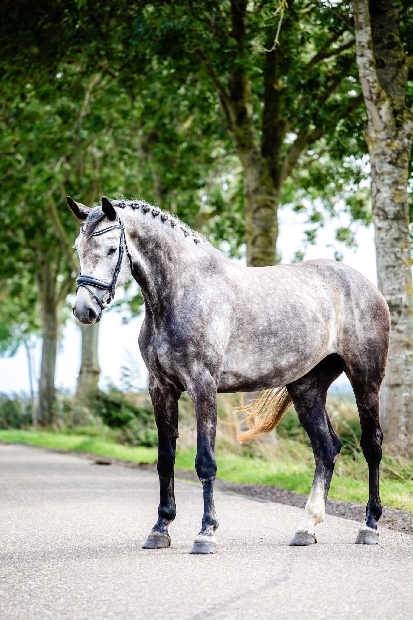 Talented 5-year-old mare