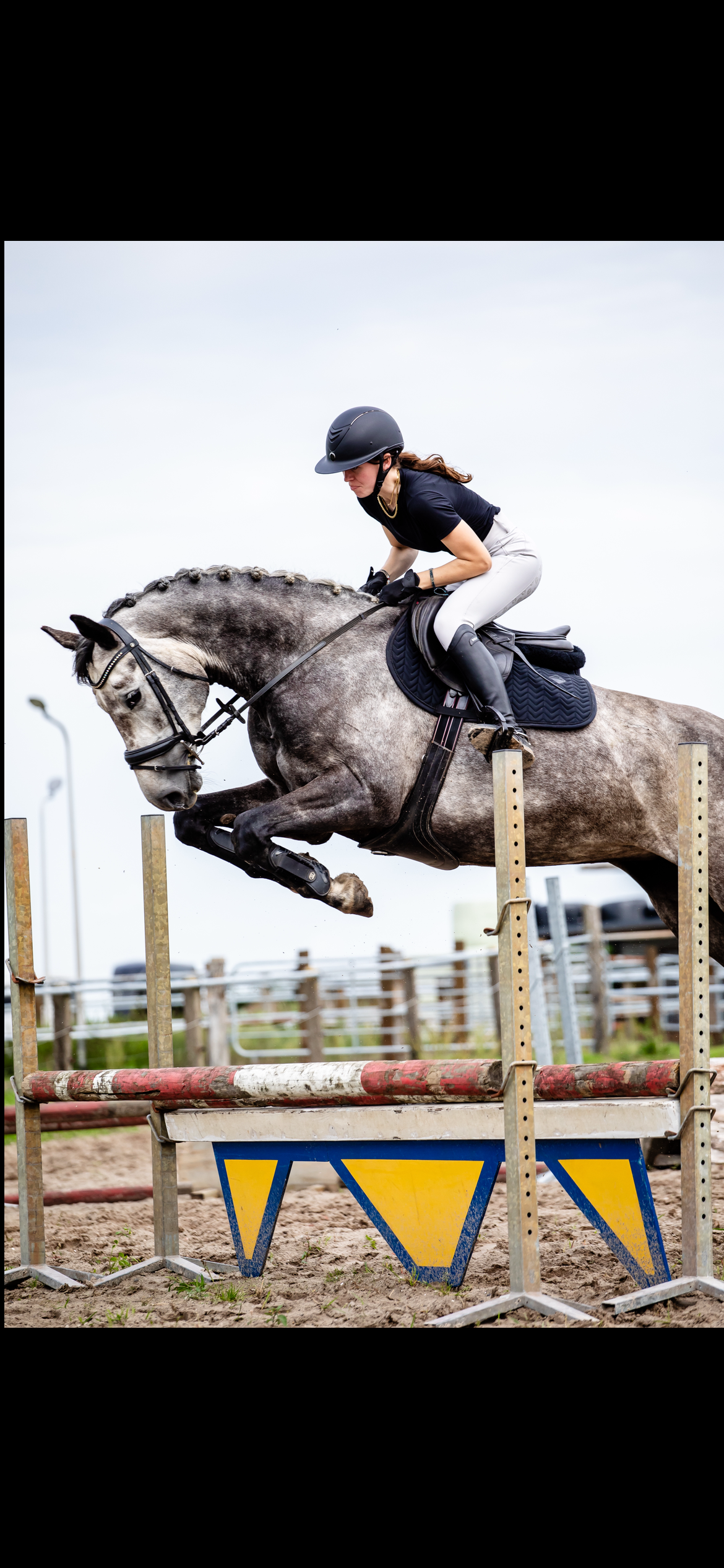anglo-europees allrounder merrie 5 år schimmel till salu - Foto 2
