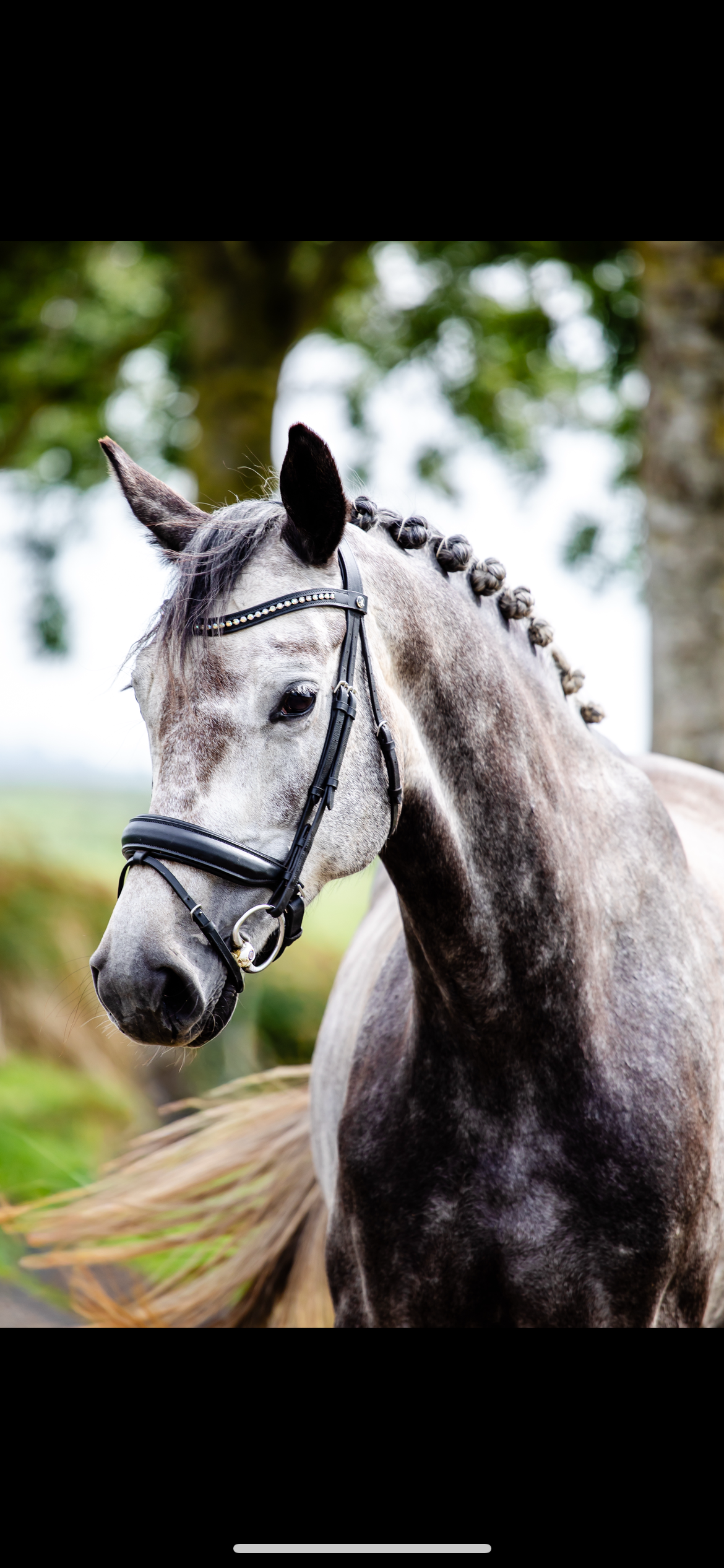 anglo-europees allrounder merrie 5 år schimmel till salu - Foto 3