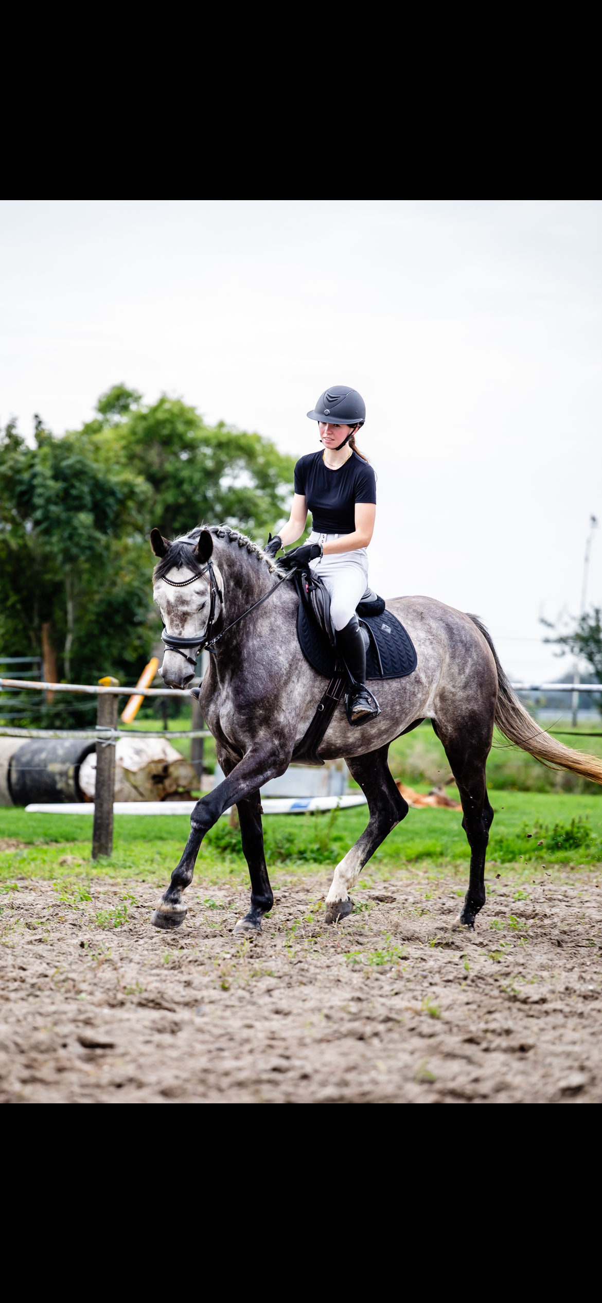 anglo-europees allrounder merrie 5 år schimmel till salu - Foto 4