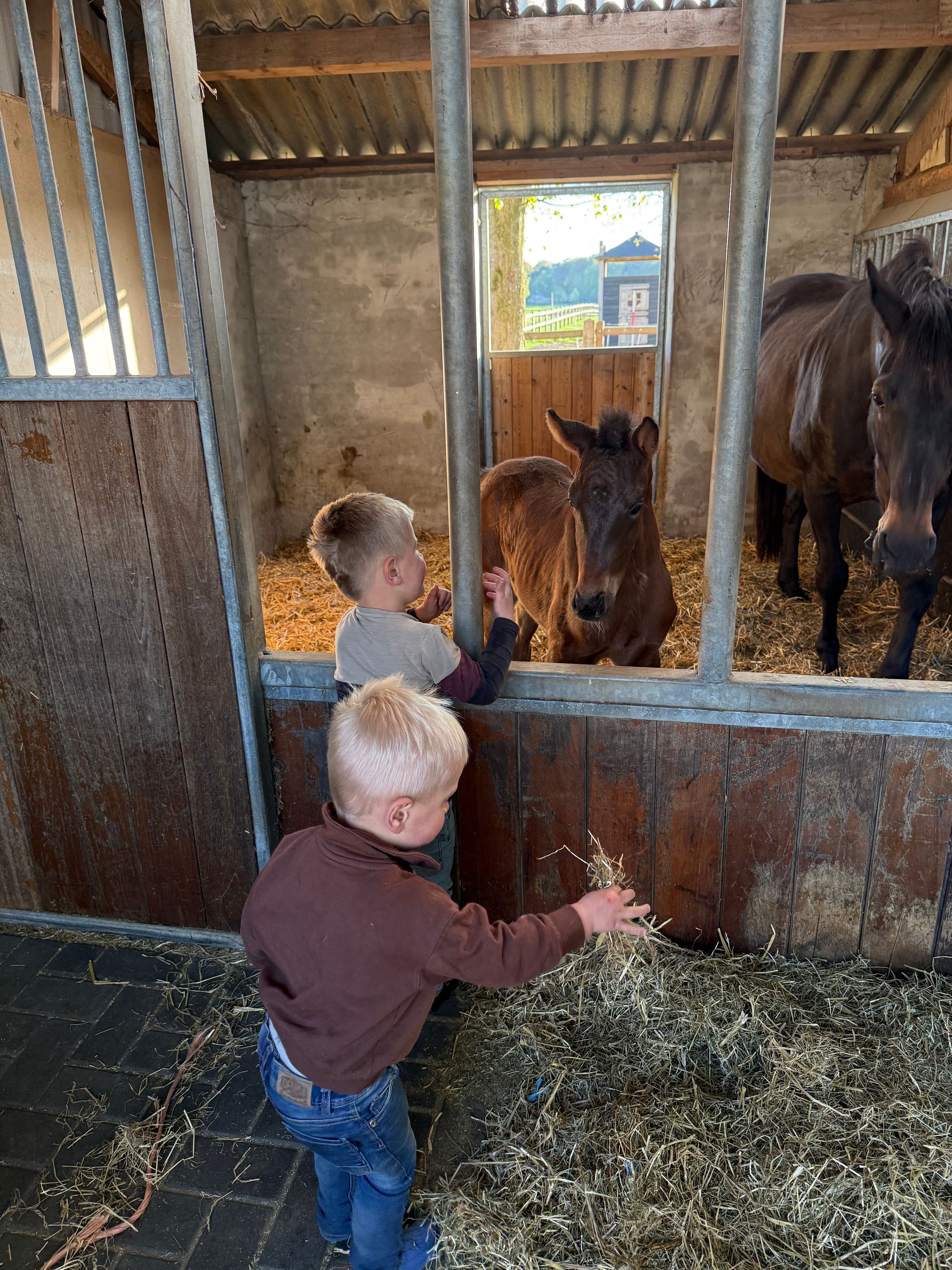 merrie 0 år till salu - Foto 5