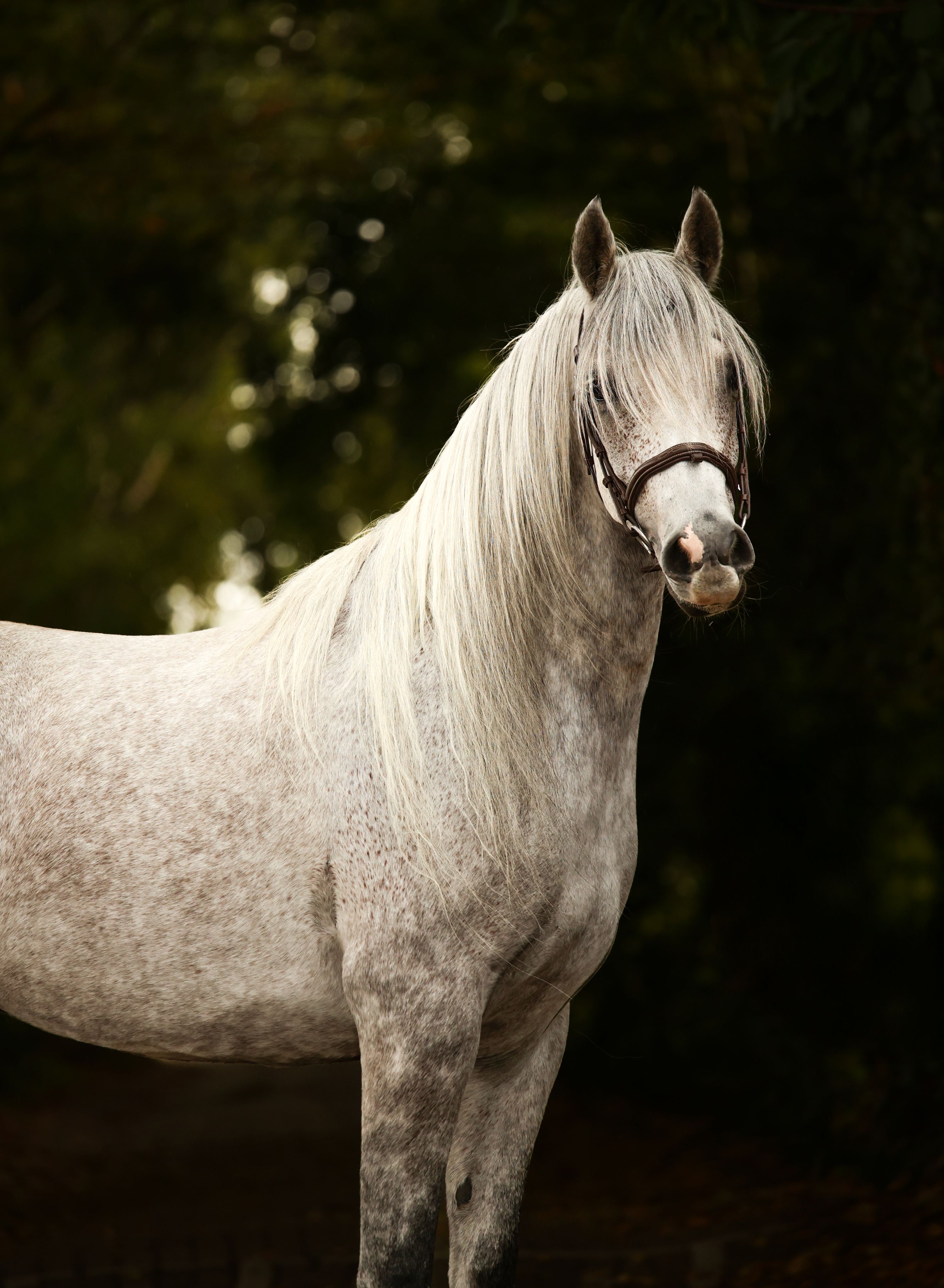 Beautiful Arabian thoroughbred