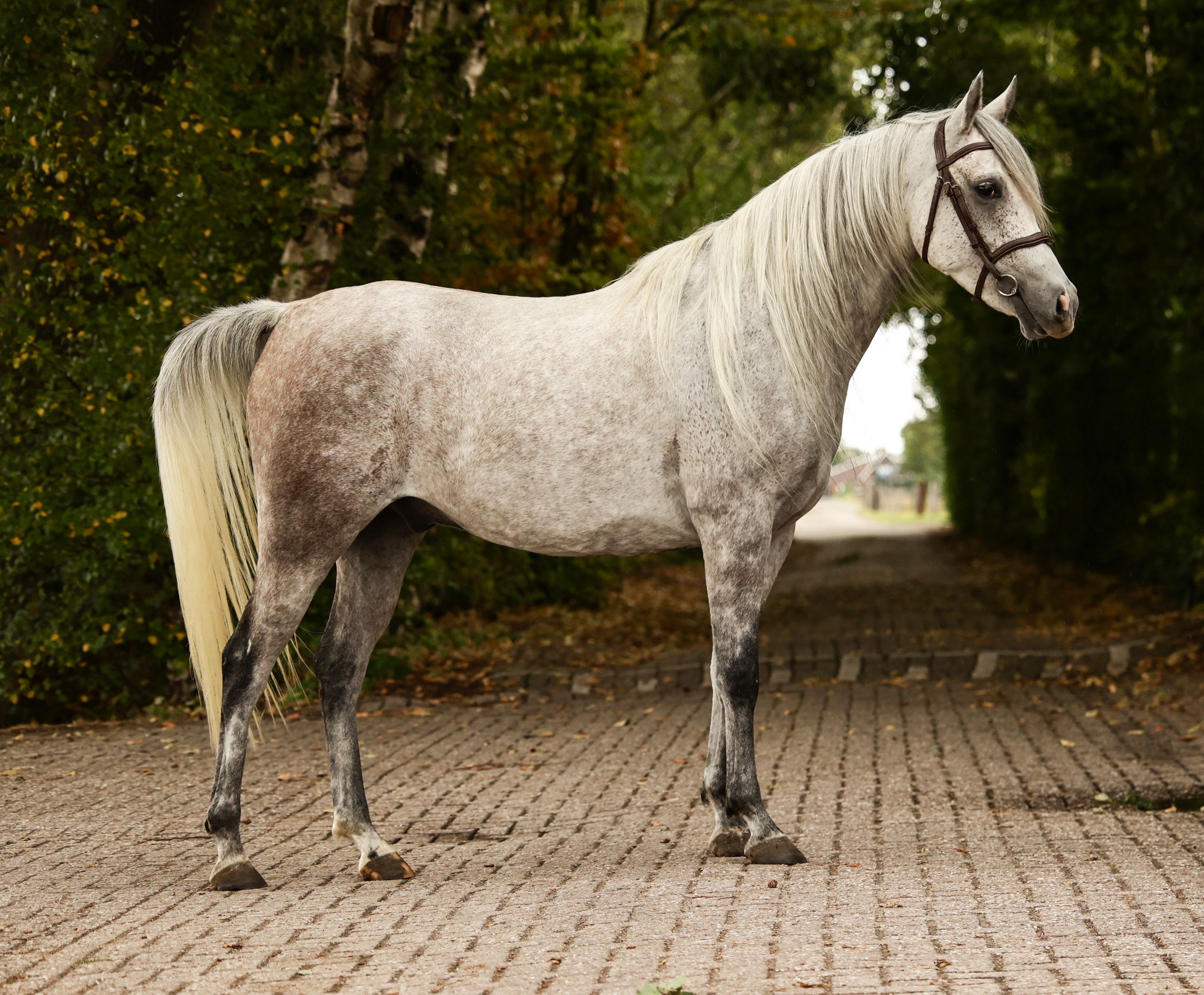 ruin 5 years old schimmel for sale - Photo 5