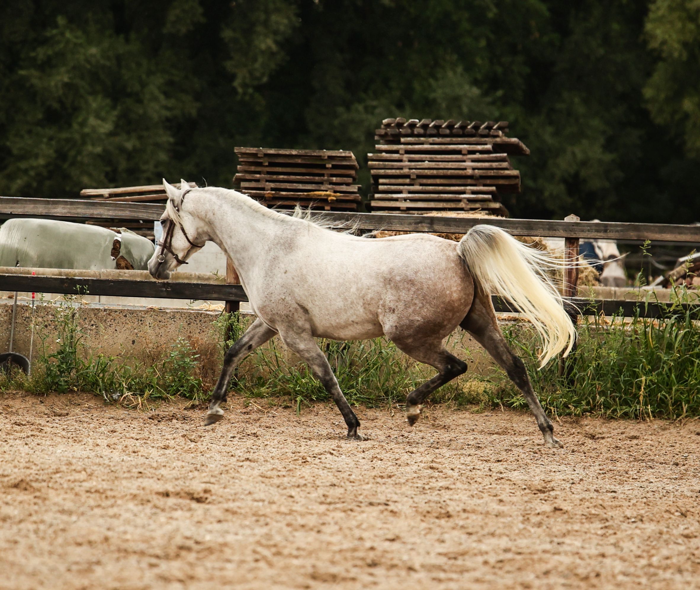ruin 5 years old schimmel for sale - Photo 4