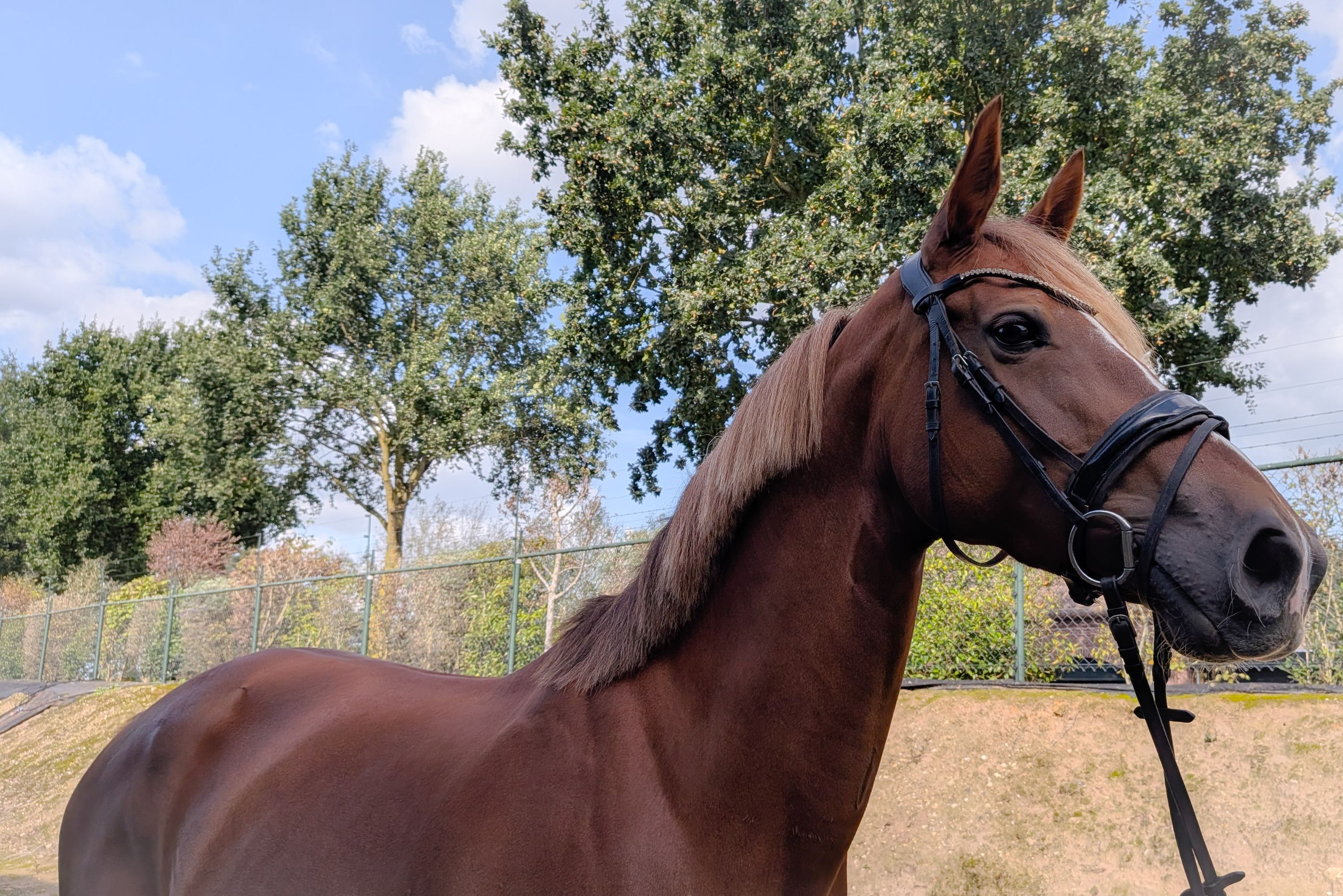 kwpn dressuurpaard merrie 6 jaar vos te koop - Foto 2
