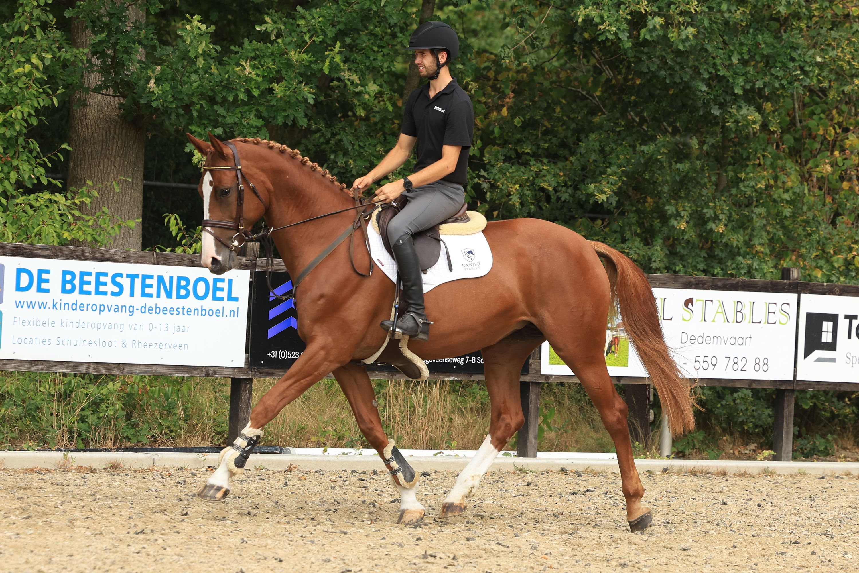 ander springpaard merrie 10 jaar vos te koop - Foto 3