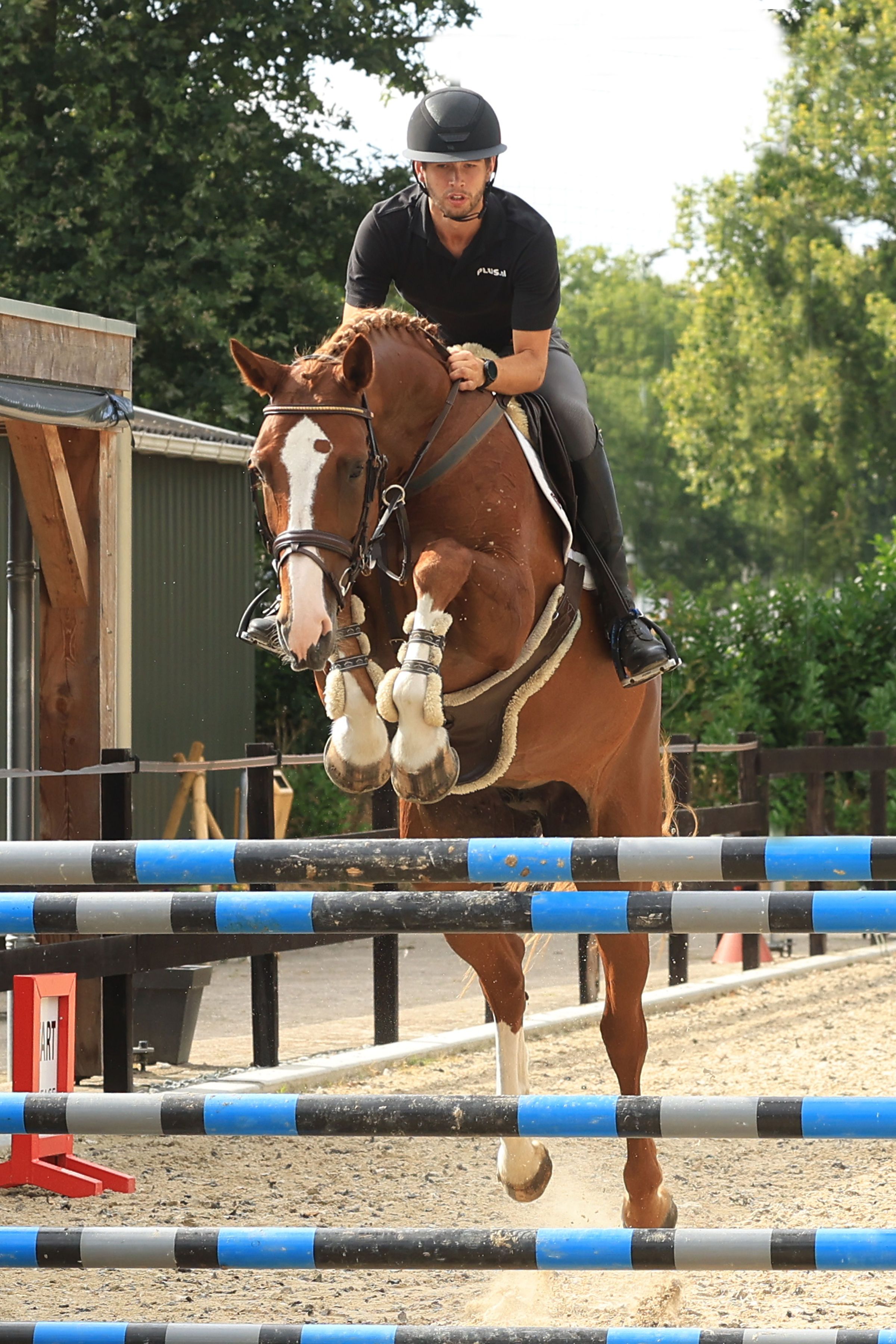 ander springpaard merrie 10 jaar vos te koop - Foto 5