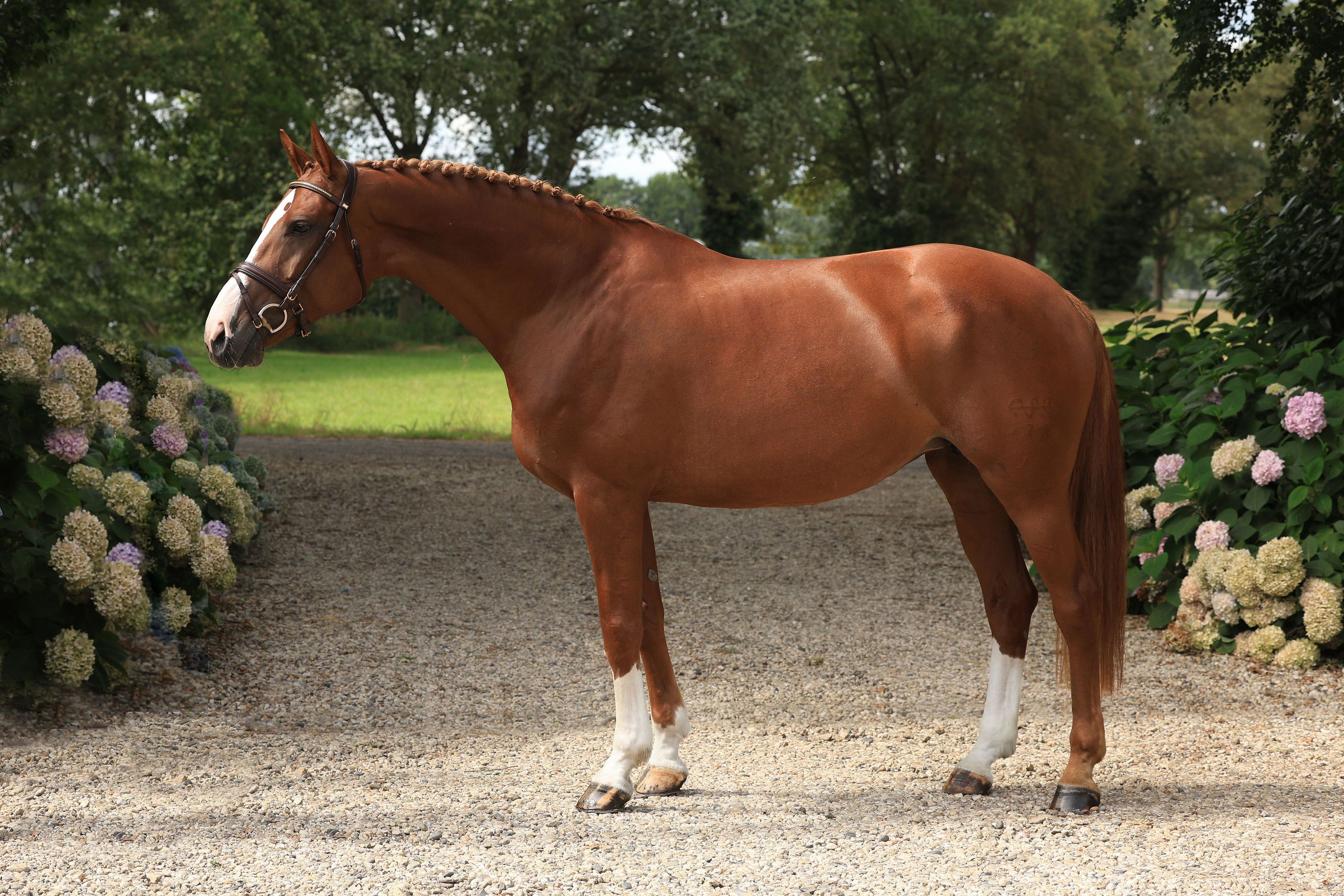 ander springpaard merrie 10 jaar vos te koop - Foto 2