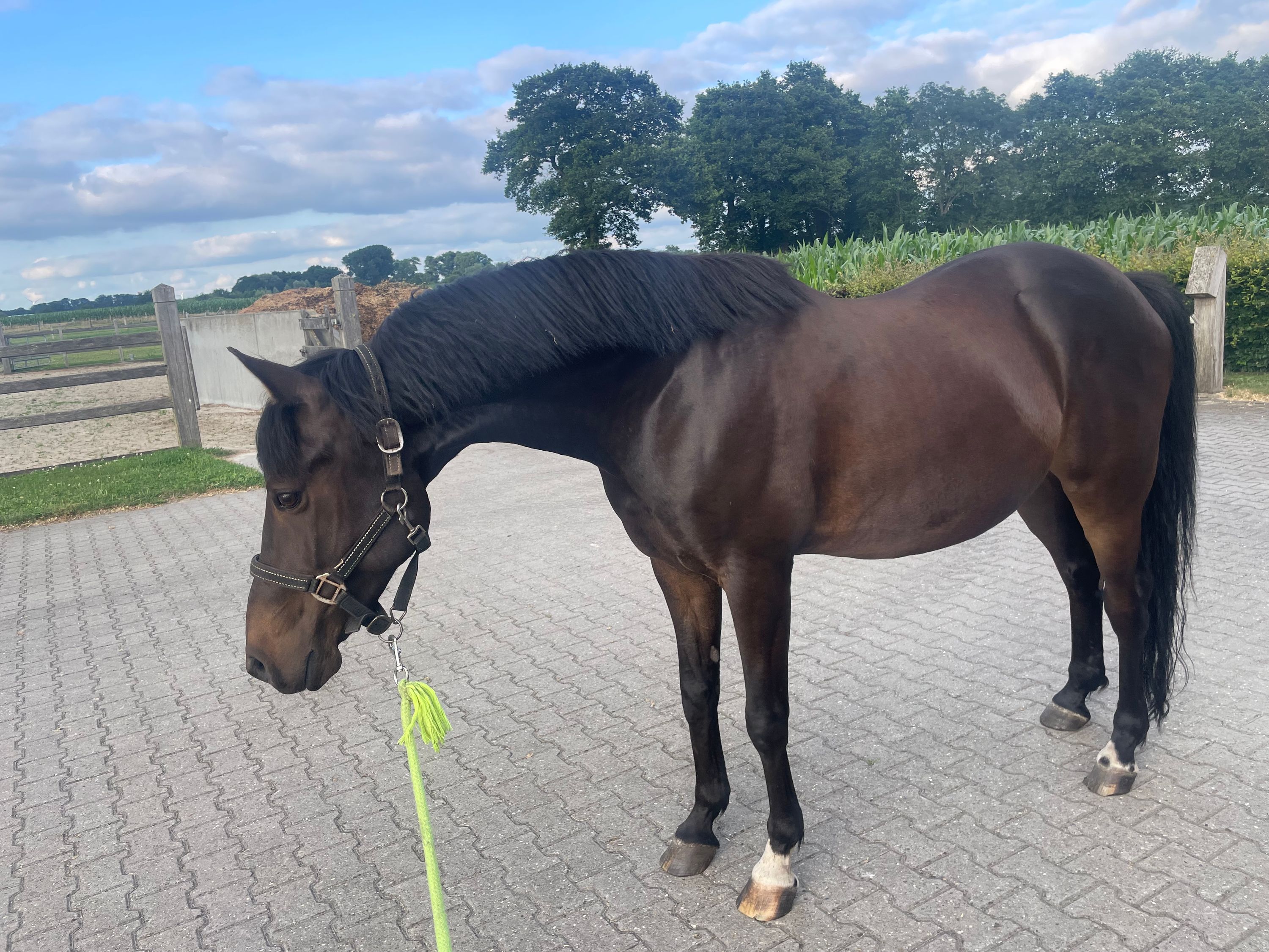 welsh dressuurpony ruin 13 år zwart till salu - Foto 3
