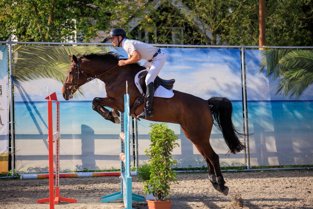 anglo-europees springpaard merrie 12 år donkerbruin till salu - Foto 2