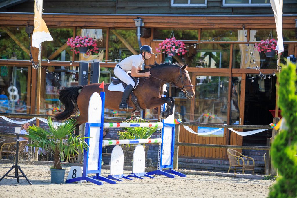 anglo-europees springpaard merrie 12 år donkerbruin till salu - Foto 3