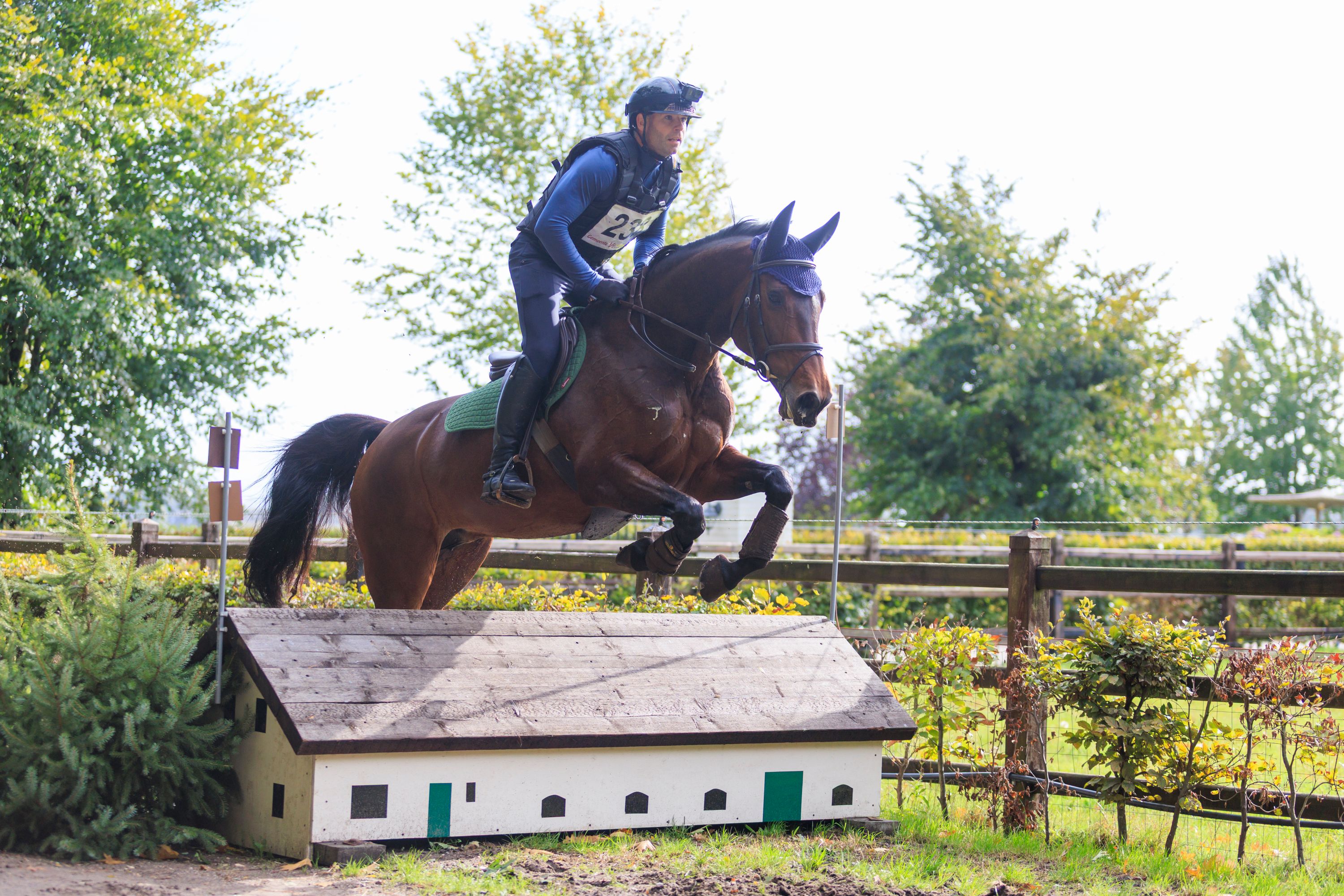 anglo-europees springpaard merrie 12 år donkerbruin till salu - Foto 4