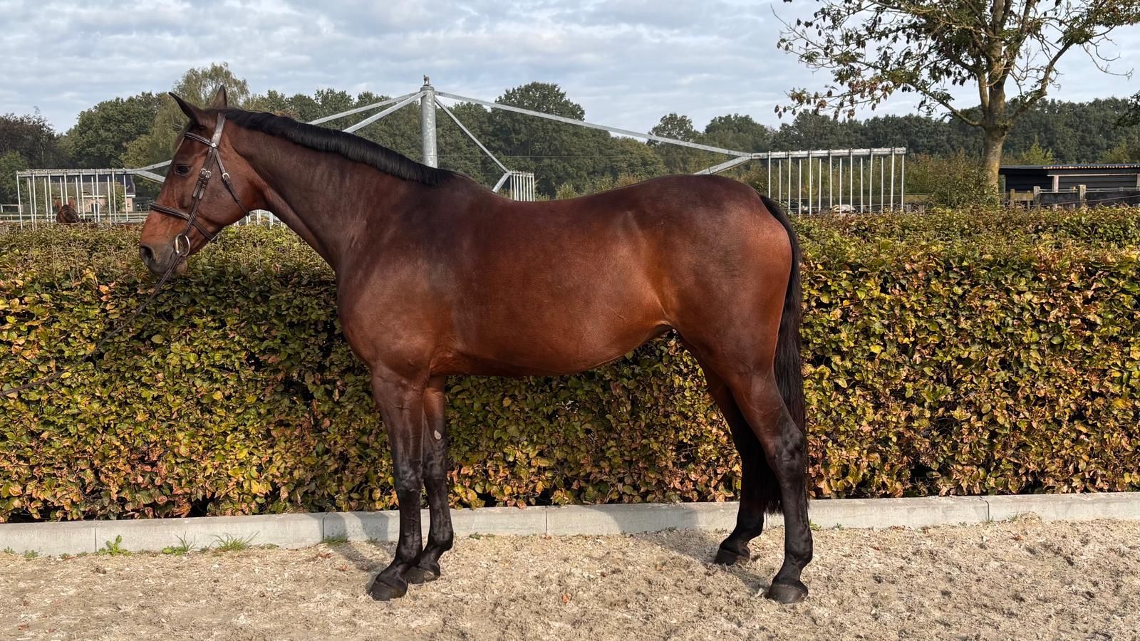 anglo-europees springpaard merrie 12 år donkerbruin till salu - Foto 6
