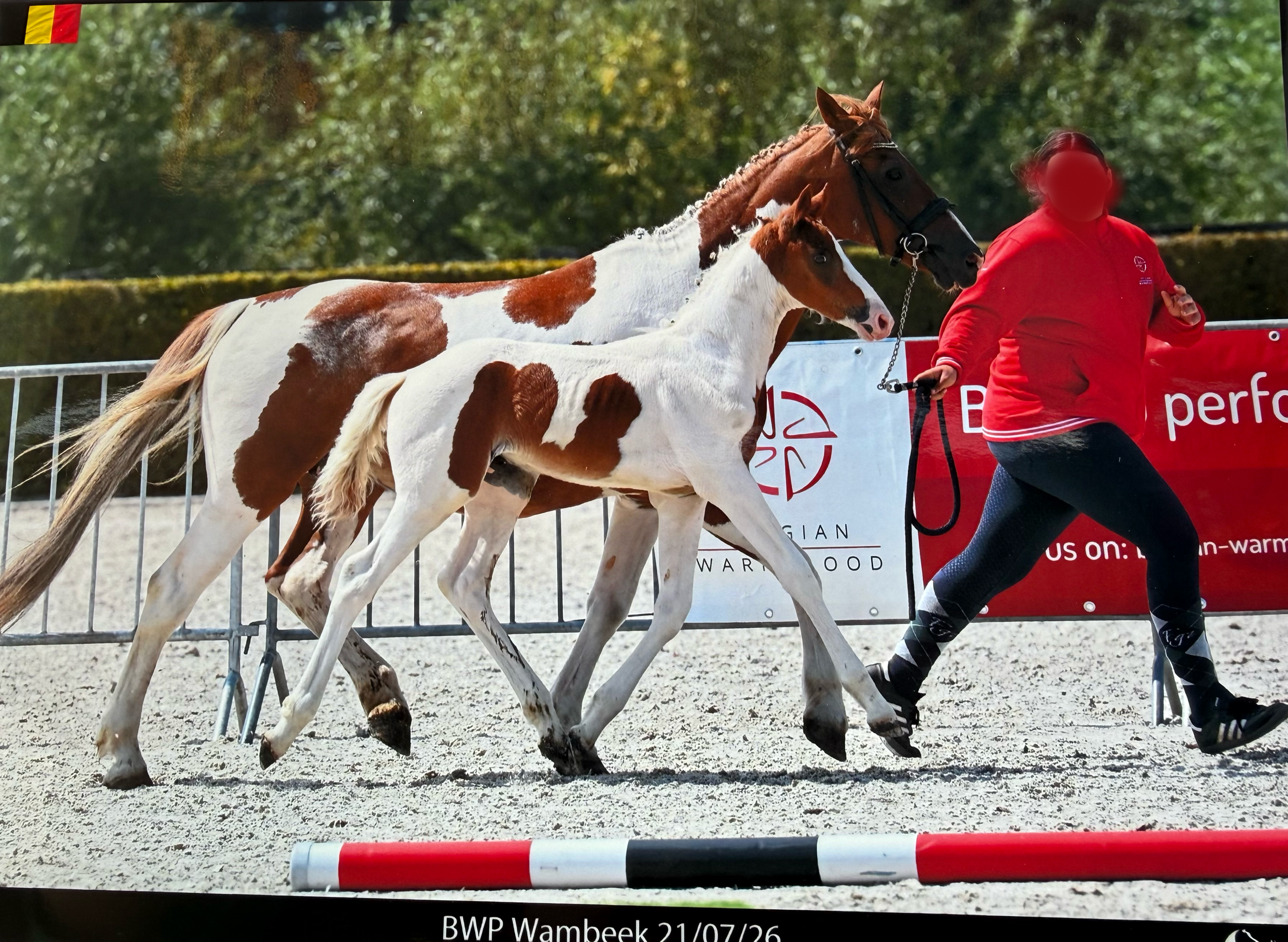 bwp springpony hengst 0 år andere-kleur till salu - Foto 2