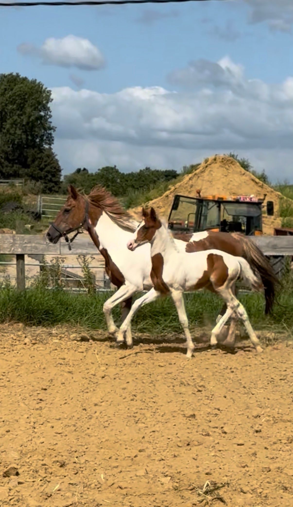 bwp springpony hengst 0 år andere-kleur till salu - Foto 4