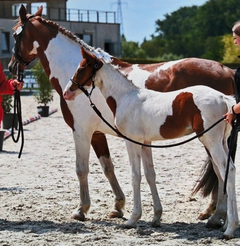 bwp springpony hengst 0 år andere-kleur till salu - Foto 3