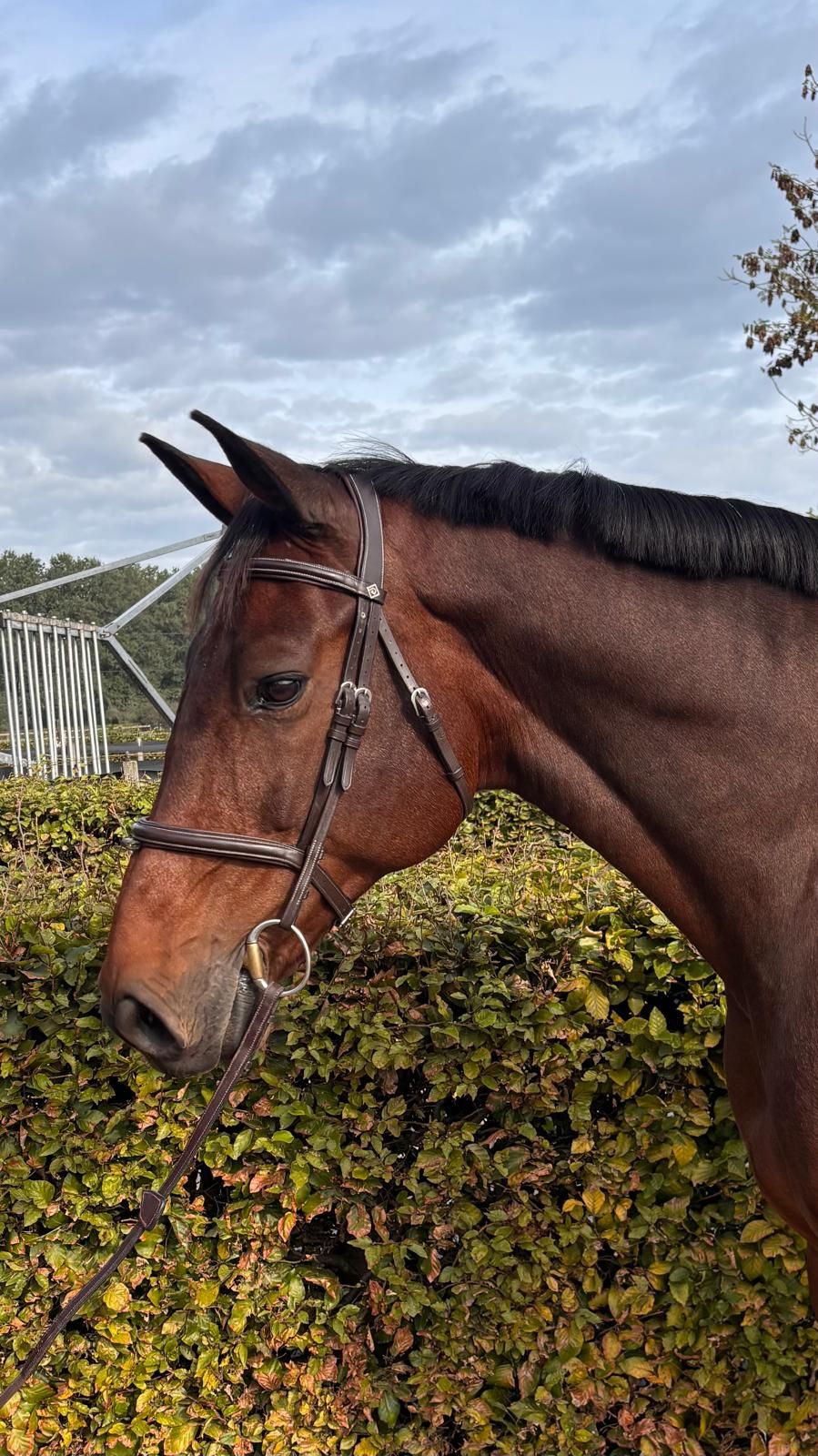 anglo-europees springpaard merrie 12 år donkerbruin till salu - Foto 5