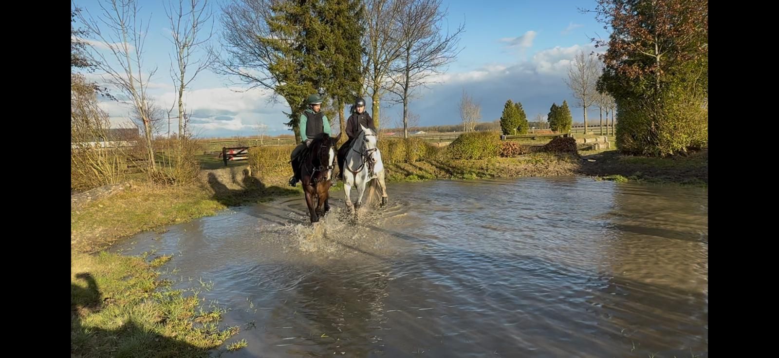 kwpn allrounder merrie 7 jaar schimmel te koop - Foto 4