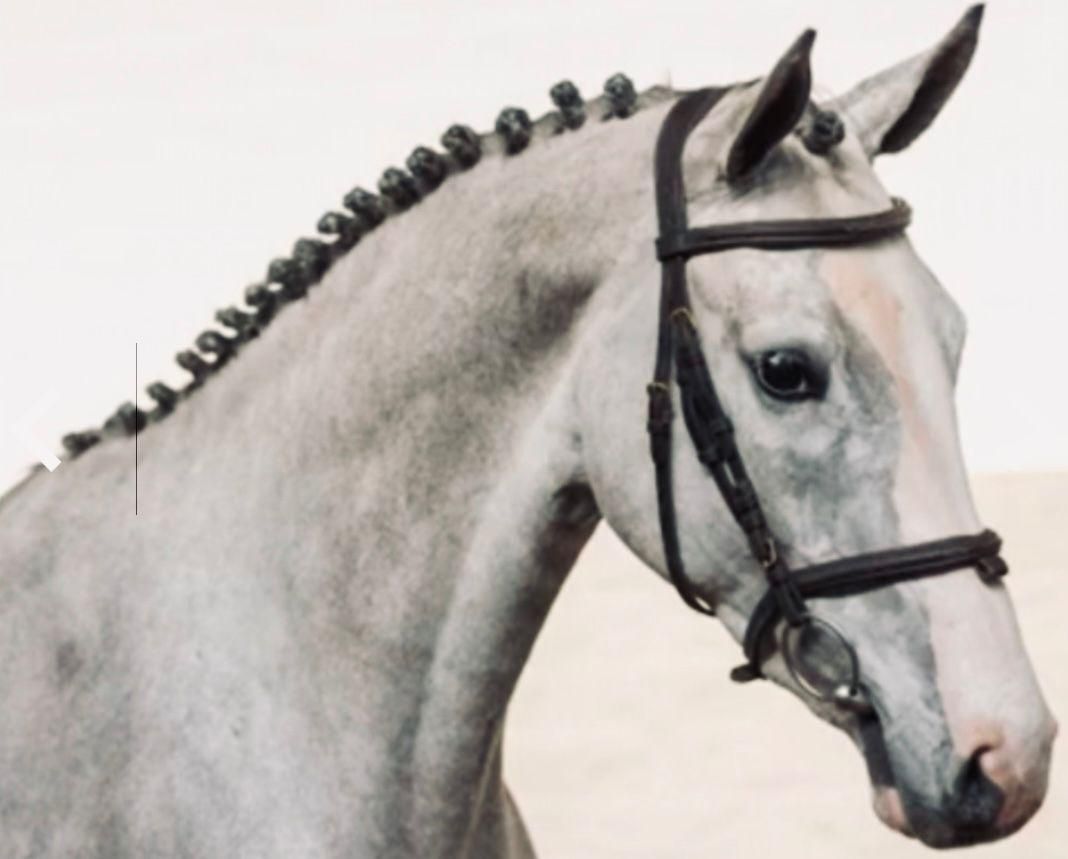 kwpn allrounder merrie 7 jaar schimmel te koop - Foto 3