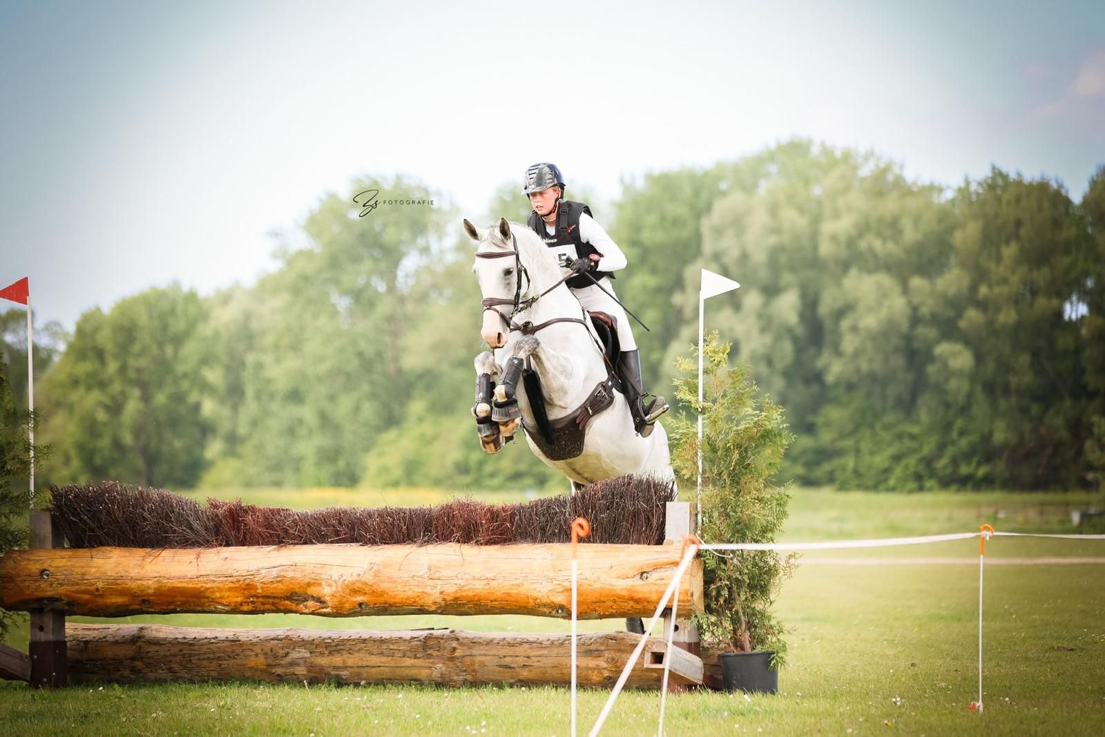 kwpn allrounder merrie 7 jaar schimmel te koop - Foto 2