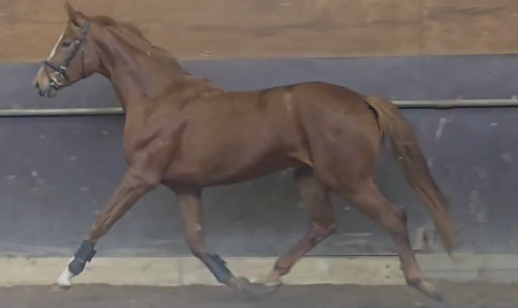 three-year-old dressage mare