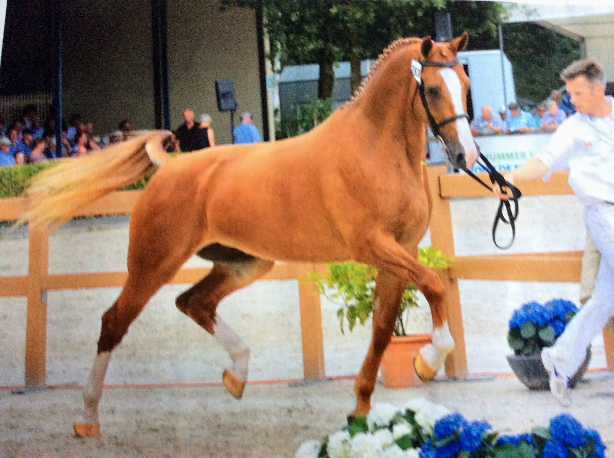 Gelderse Elite Merrie (v. Alexandro P) fokmerrie / sportmerrie