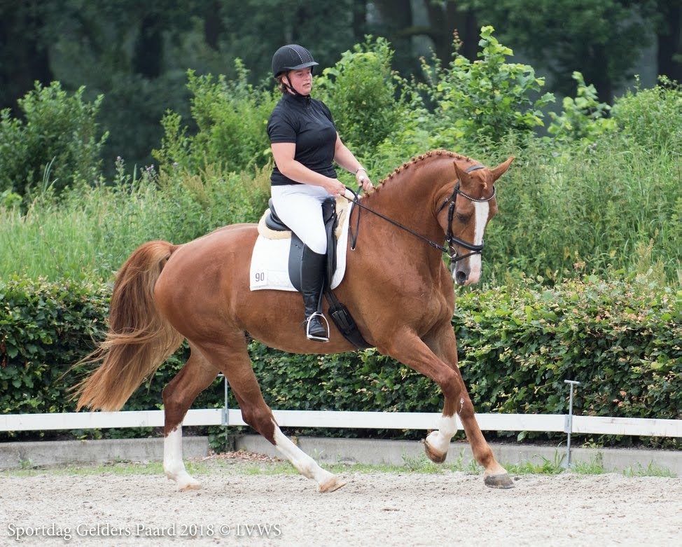 kwpn fokmerrie merrie 14 jaar vos te koop - Foto 4