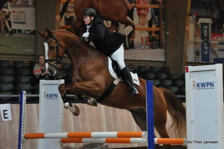kwpn fokmerrie merrie 14 jaar vos te koop - Foto 3