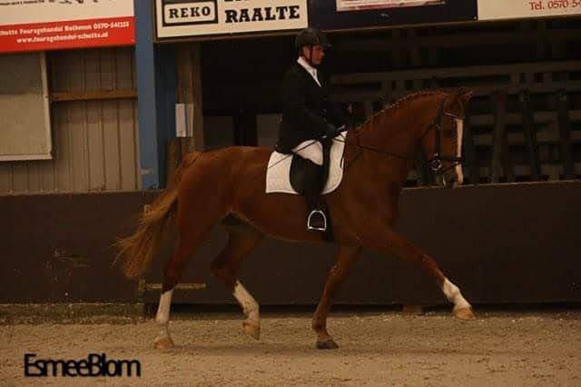 kwpn fokmerrie merrie 14 jaar vos te koop - Foto 5